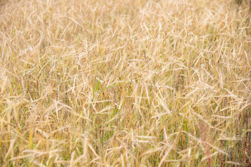 Young wheat grows on the field.