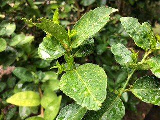 This is my Lemin leaf.