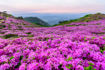 황매산철쭉의 분홍색 물결