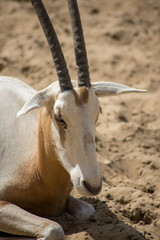 oryx algazelle