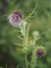八ヶ岳にのみ生息するヤツタカネアザミ