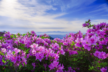 황매산철쭉의 분홍색 물결