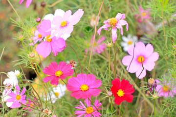 a Cosmos flower on a green background