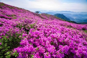 황매산철쭉의 분홍색 물결