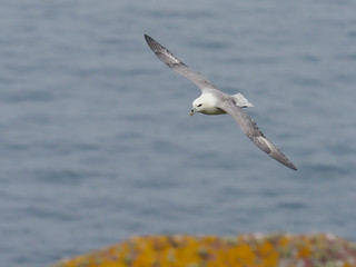 Fulmar, Fulmarus glacialis