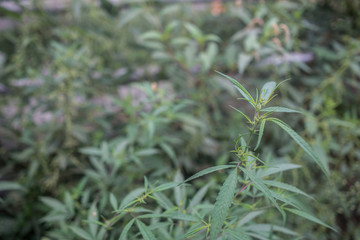 Wild growing cannabis plant outside