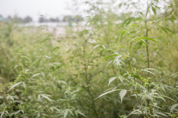 Wild growing cannabis plant outside