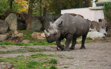 Walking Rhino