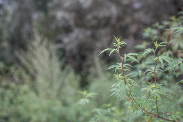 Wild growing cannabis plant outside