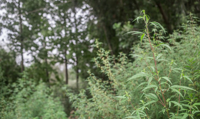 Wild growing cannabis plant outside