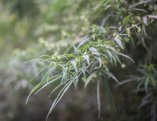 Wild growing cannabis plant outside