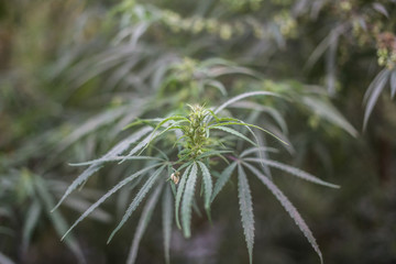 A wild growing marijuana plant