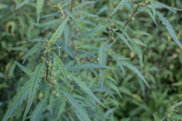 Wild growing male cannabis plant outside