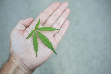Hand holding a wild growing marijuana leaf