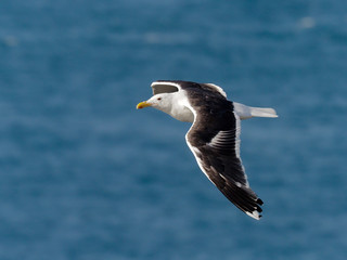 Great black-backed gull, Larus marinus,