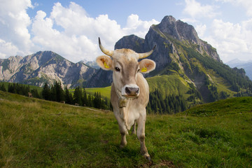 Fototapeta na wymiar gehörnte Kuh auf Almwiese mit Aggenstein im hintergrund