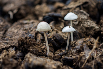  Natural white mushrooms that germinate