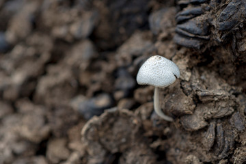  Natural white mushrooms that germinate