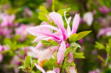 Fototapeta premium Beautiful rare flower in the botanical garden of Kiev