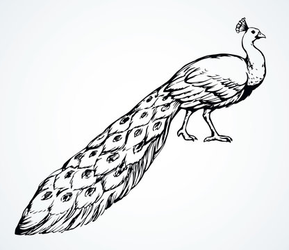 A beautiful peacock is standing on the ground. Vector drawing