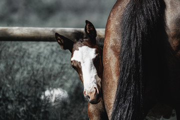 Shy thoroughbred paint or pinto foal peeking behind his mother's rear quarters