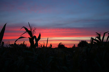 Silhouettes of plants against the backdrop of a picturesque sky at sunset.