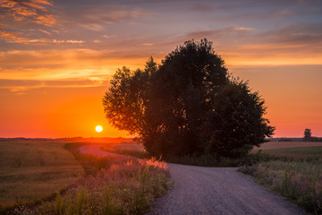 Masurian road with a lonely tree during sunset near Banie Mazurskie