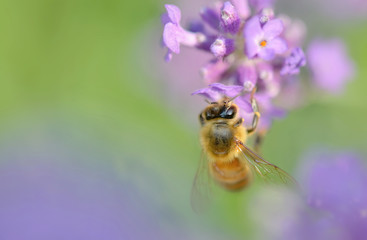 close on  a honey bee on a lavender in a garden