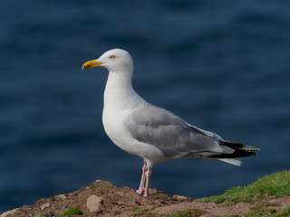 Obraz premium Herring gull, Larus argentatus