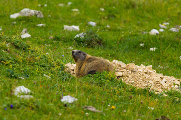Murmeltier vor seinem Bau