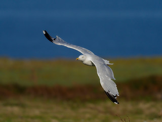 Herring gull, Larus argentatus