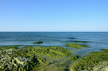 Caspian Sea coast in summer