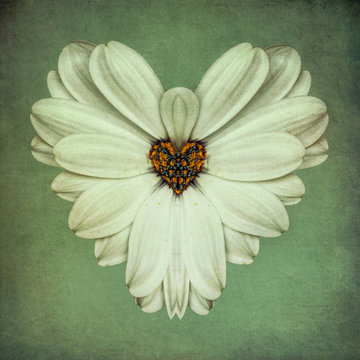white flower, heartshaped, surreal 