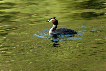 Great crested grebe (Podiceps cristatus) swims in the green water of an alpine lake. Trentino Alto Adige, Italy, Europe