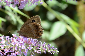 erebia euryale su arbusto delle farfalle