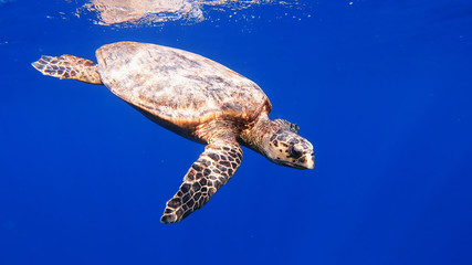 cute green sea turtle (Chelonia mydas) swim in deep blue water reef of red sea, Marsa Alam, Egypt
