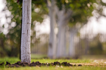 Whitewashed bark of tree growing in sunny orchard garden on blurred green copy space background.