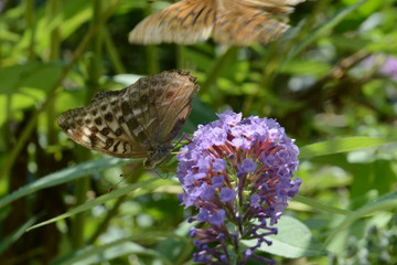 vanessa del cardo, arbusto delle farfalle