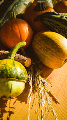 Autumn decoration of different pumpkins, branches and cereals on a wooden table.