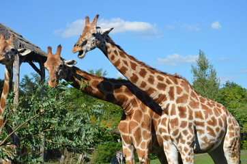 giraffes in zoo