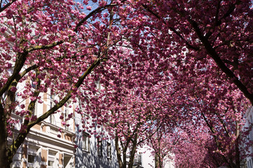 cherry blossom in spring