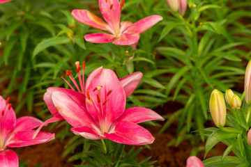 Lily flowers. Beautiful lily flower in lily flower garden. Lily Lilium hybrids flower. Lily flower. Spring flowers of lily. Closeup of lily spring flowers. Lily flower for design.