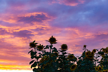 giant sunflowers at sunset - nature background