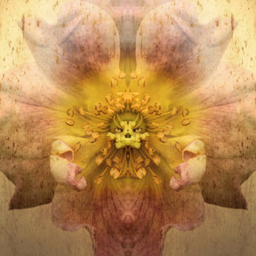 Pink and white flower with abstract animal face in center