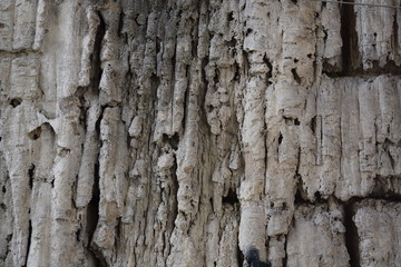 Detail of an old wall eroded by water