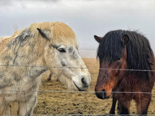 Fototapeta premium Icelandic horses on meadow in Iceland