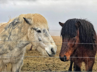 Icelandic horses on meadow in Iceland