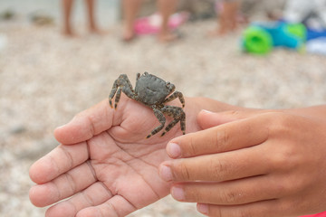 Grey crab sitting on the child’s hand. White European child is holding in hand a small crab 