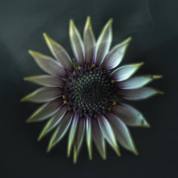 white flower, vintage, close-up