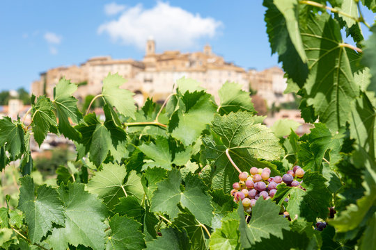 Vineyards of the historic Italian village of Cossignano in Italy.